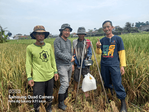 Survei Ubinan Sebagai Salah Satu Upaya Dalam Pengumpulan Data Produktivitas di Sektor Pertanian